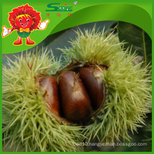 Chinese Chestnuts in Mesh Bag with competitive export price